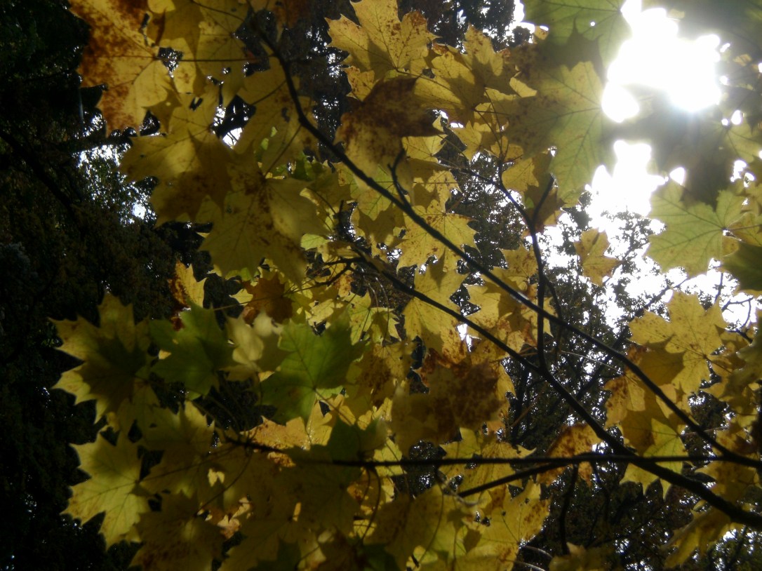 Blickwandel Logo 049